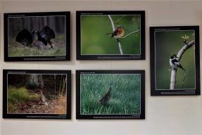 na białej ścianie wiszą fotografie ze zdjęciami ptaków. cztery fotografie wiszą poziomo, jedna pionowo. Utrzymane są w zielonej i szarej tonacji kolorystycznej