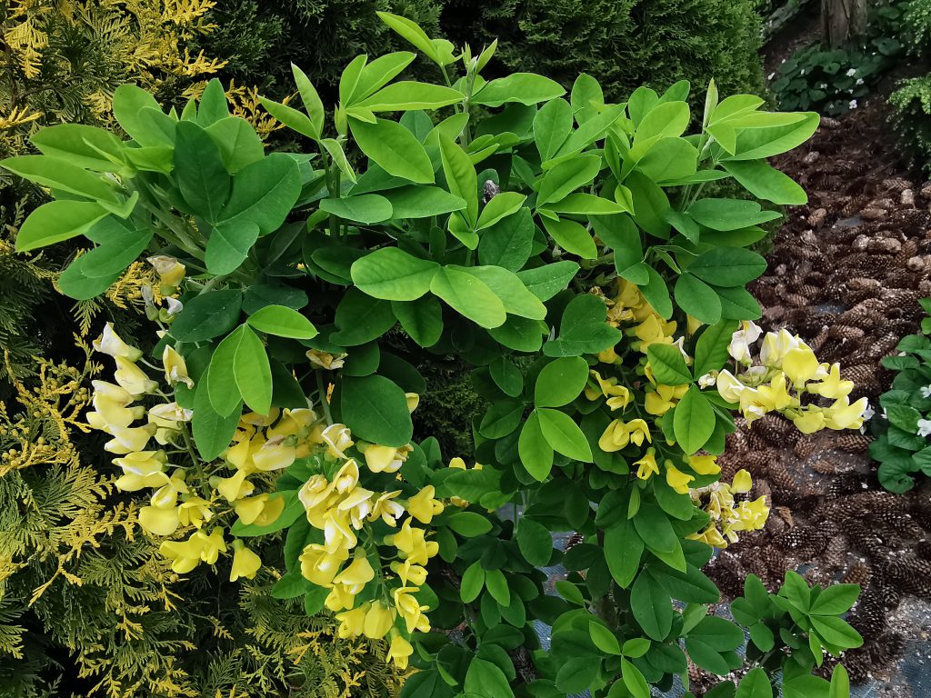 Na zdjęciu z bliskiej perspektywy zielony krzew z bladożółtymi drobnymi kwiatami
