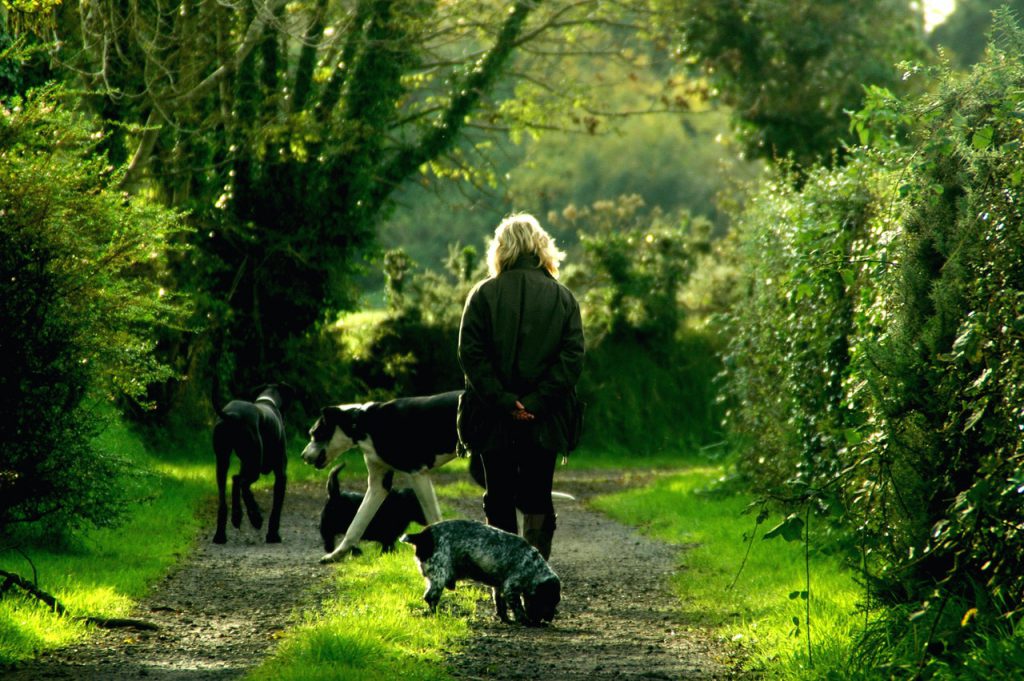 Szara, ścieżka prowadząca przez zielony las. Jej środkiem idzie kobieta o siwych włosach, ubrana w zieloną kurtkę i kalosze, wokół niej biegają cztery psy różnej rasy